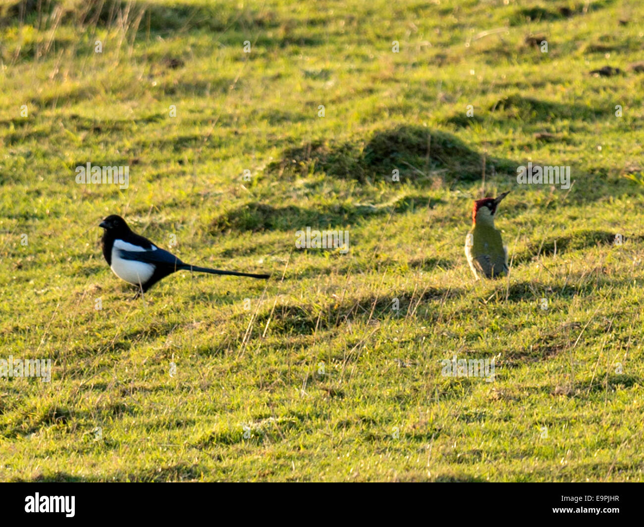 Wilde Grünspecht stehen auf dem Boden in einem offenen grünen Feld, sonnen sich in der frühen Abend Sonne, begleitet von einer Elster. Stockfoto