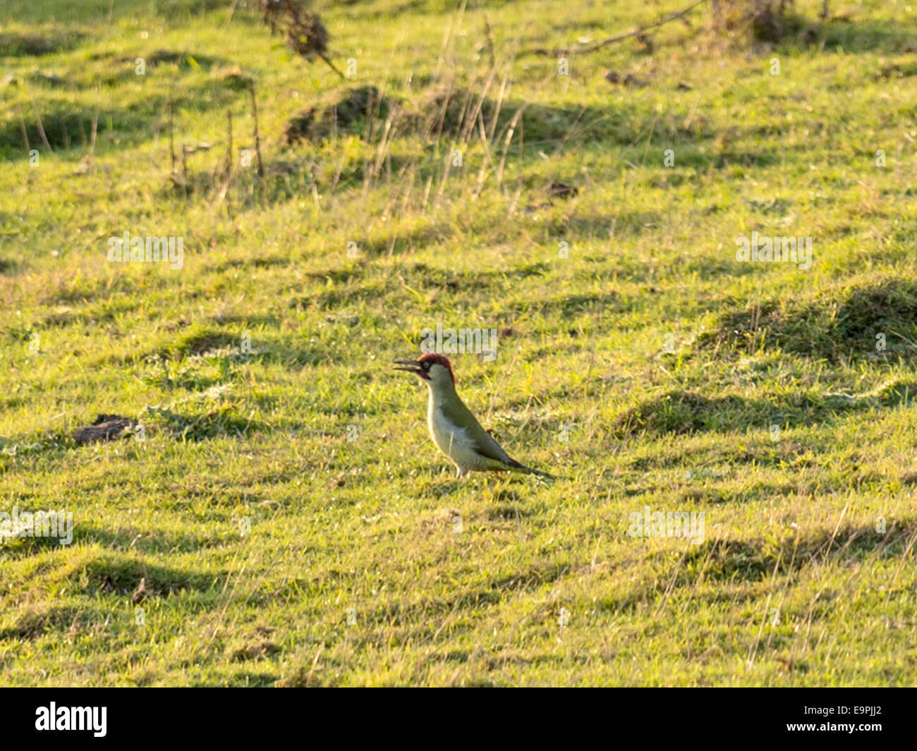 Wilde Grünspecht stehen auf dem Boden in einem offenen grünen Feld, Aalen in der Sonne am frühen Abend, ruft seinen Kumpel. Stockfoto