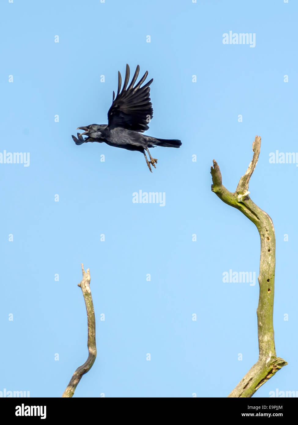 Wilde Krähe [Corvus] aus einem Zweig von einem knorrigen alten Baum mit blauem Himmel bildet den Hintergrund abheben. Stockfoto