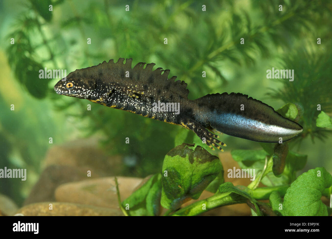 Great Crested Molch - Triturus cristatus Stockfoto