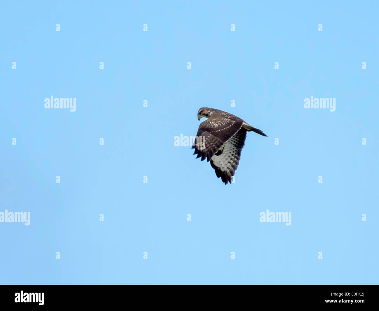 Einheitlichen europäischen Kornweihe [Circus Cyaneus] im Flug jagen Wildtiere, mit blauem Himmelshintergrund isoliert. Stockfoto