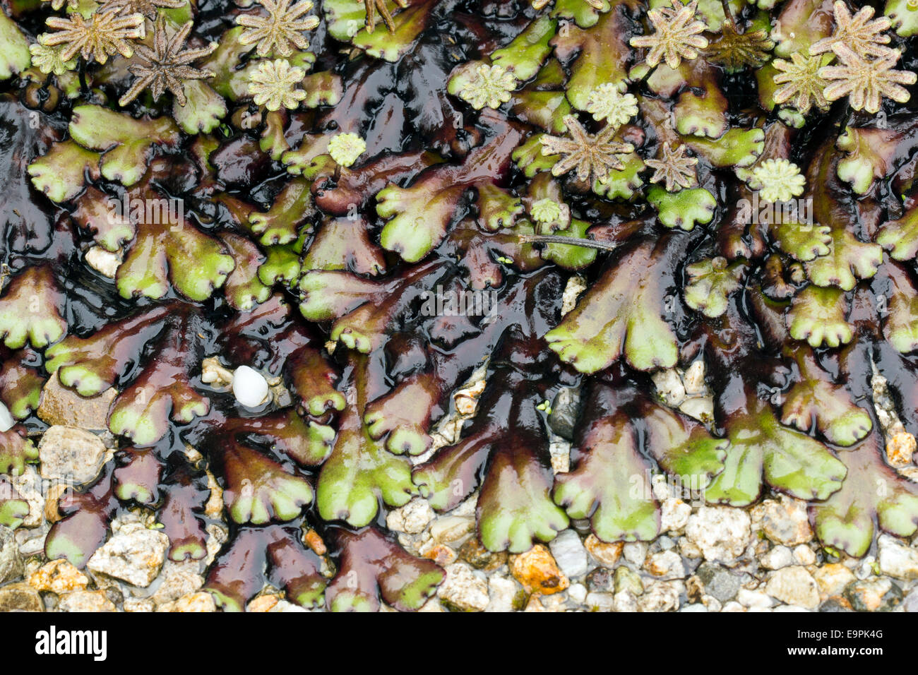 Marchantia Liverworts mit Fruchtkörper (Sporokarpen) wächst im Nebelwald in den ecuadorianischen Anden Stockfoto