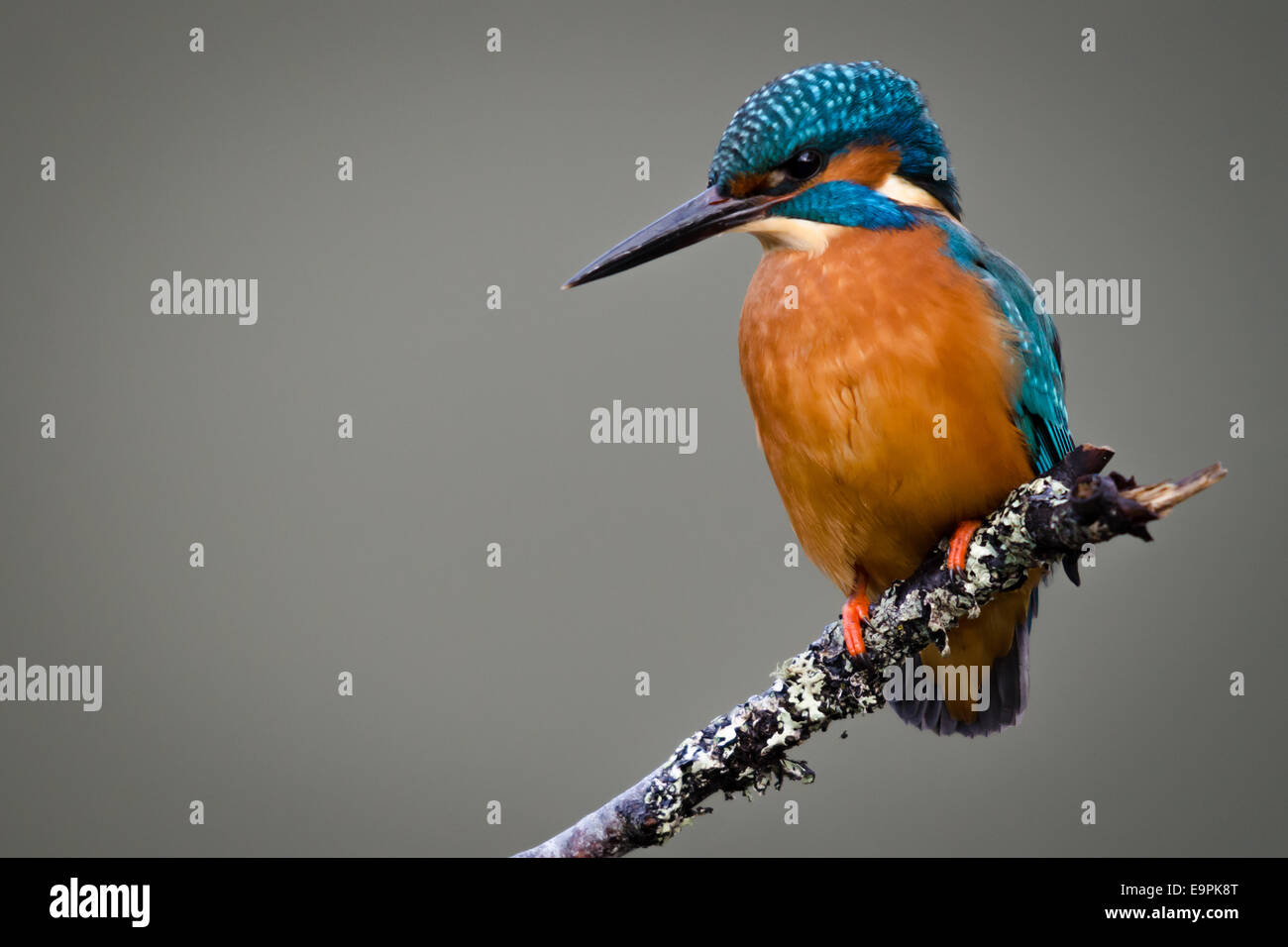 Eine britische wilde Eisvogel hautnah Stockfoto