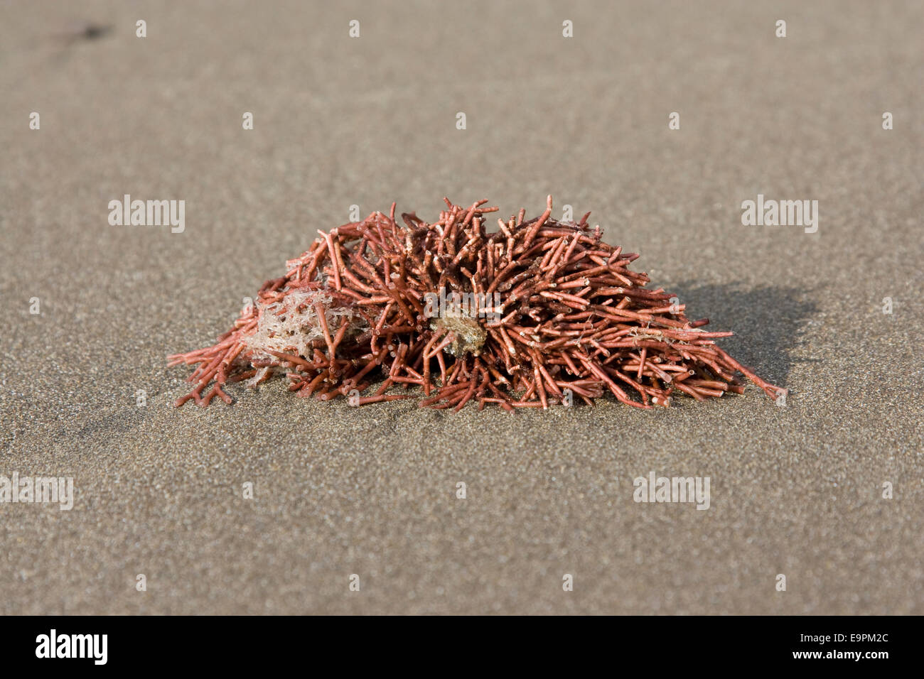 Rote Korallen am Strand Stockfoto
