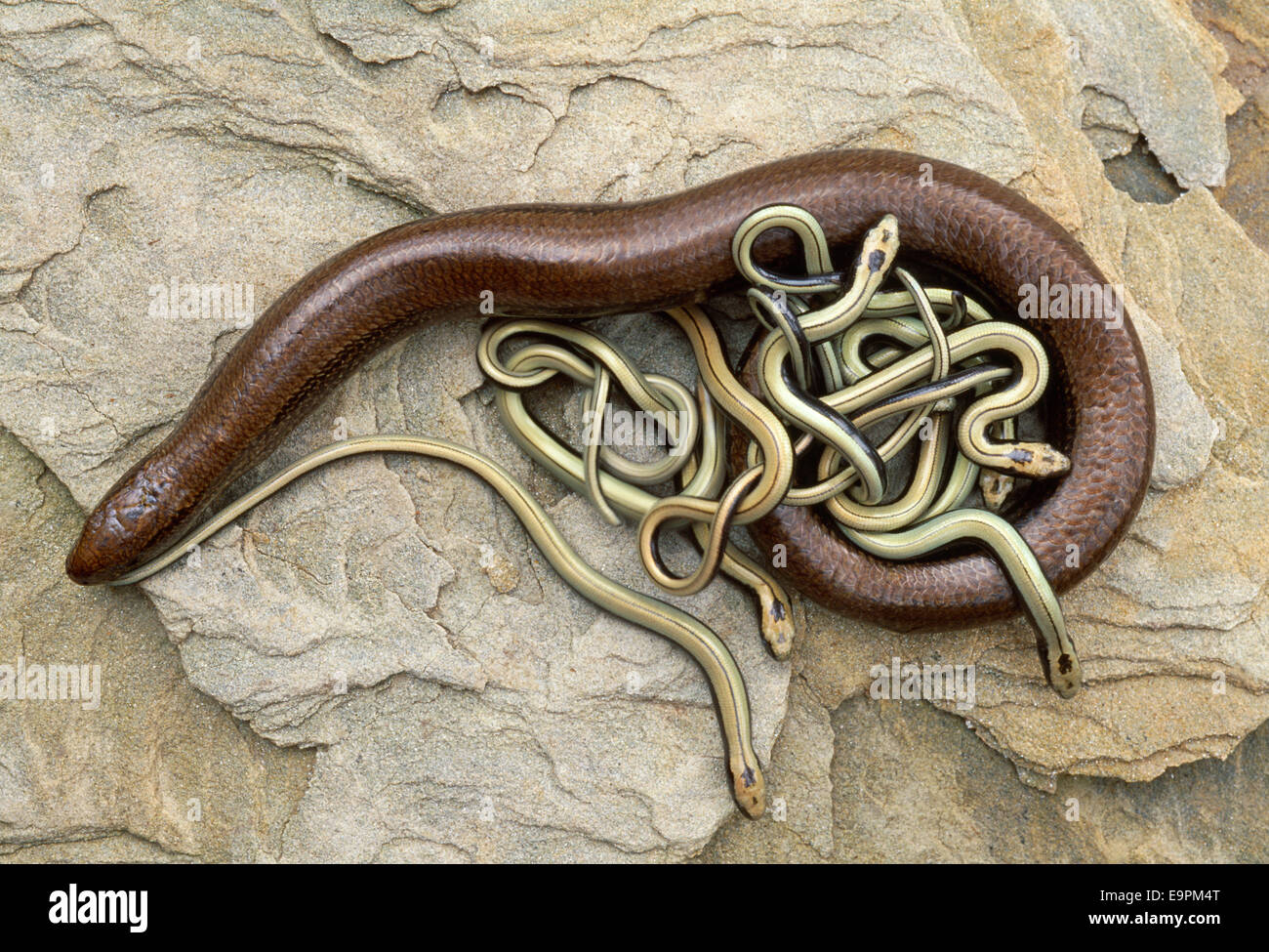 Langsam-Wurm - geschiedenen fragilis Stockfoto