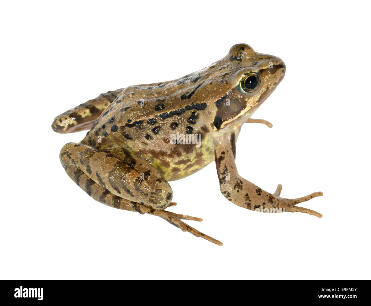 Grasfrosch - Rana temporaria Stockfoto