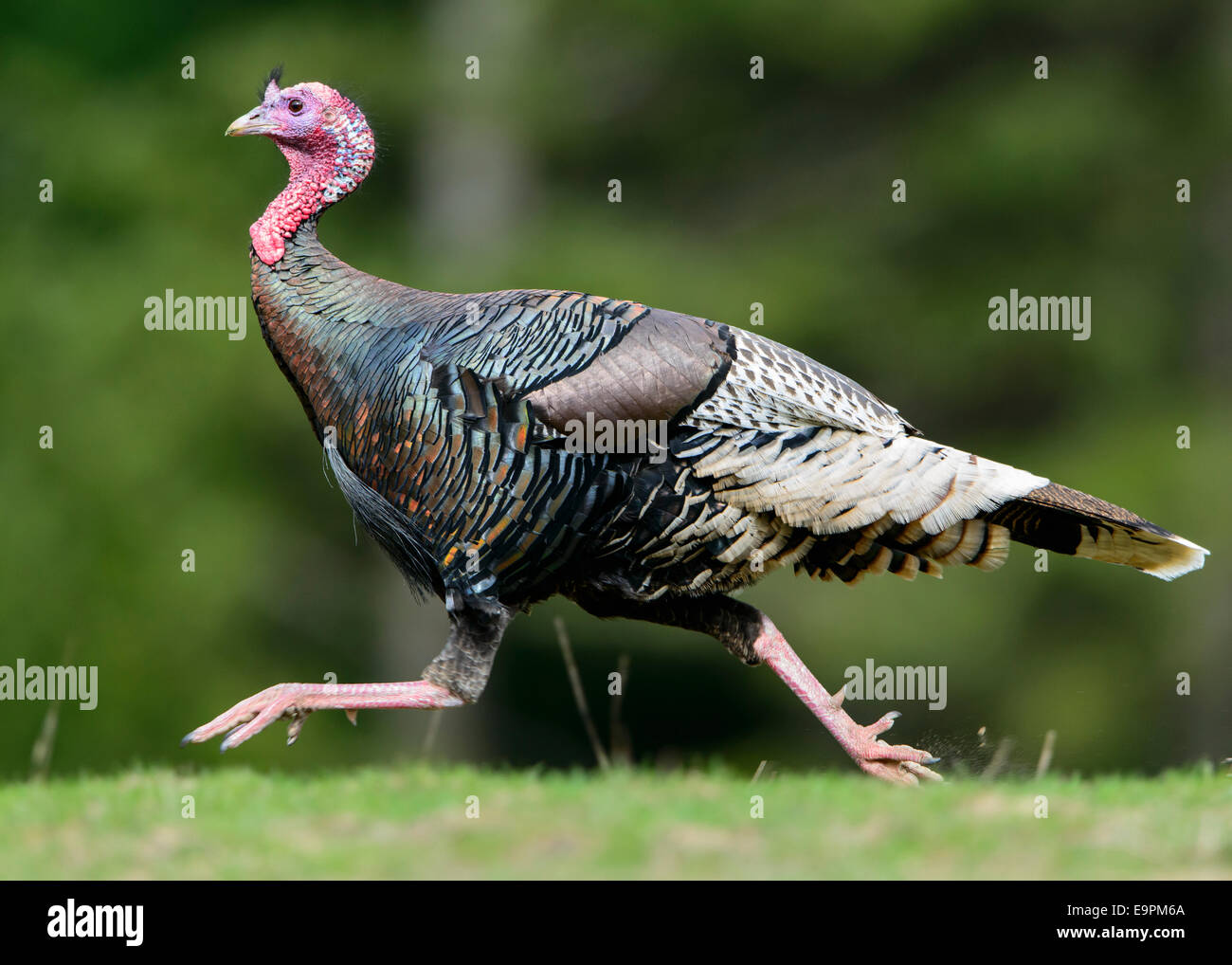 Laufenden wilder Truthahn (Meleagris Gallopavo), Western Montana Stockfoto