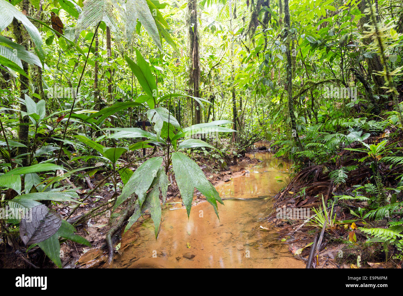 Regenwald-Stream im ecuadorianischen Amazonasgebiet nahe Nationalpark Sumaco Stockfoto