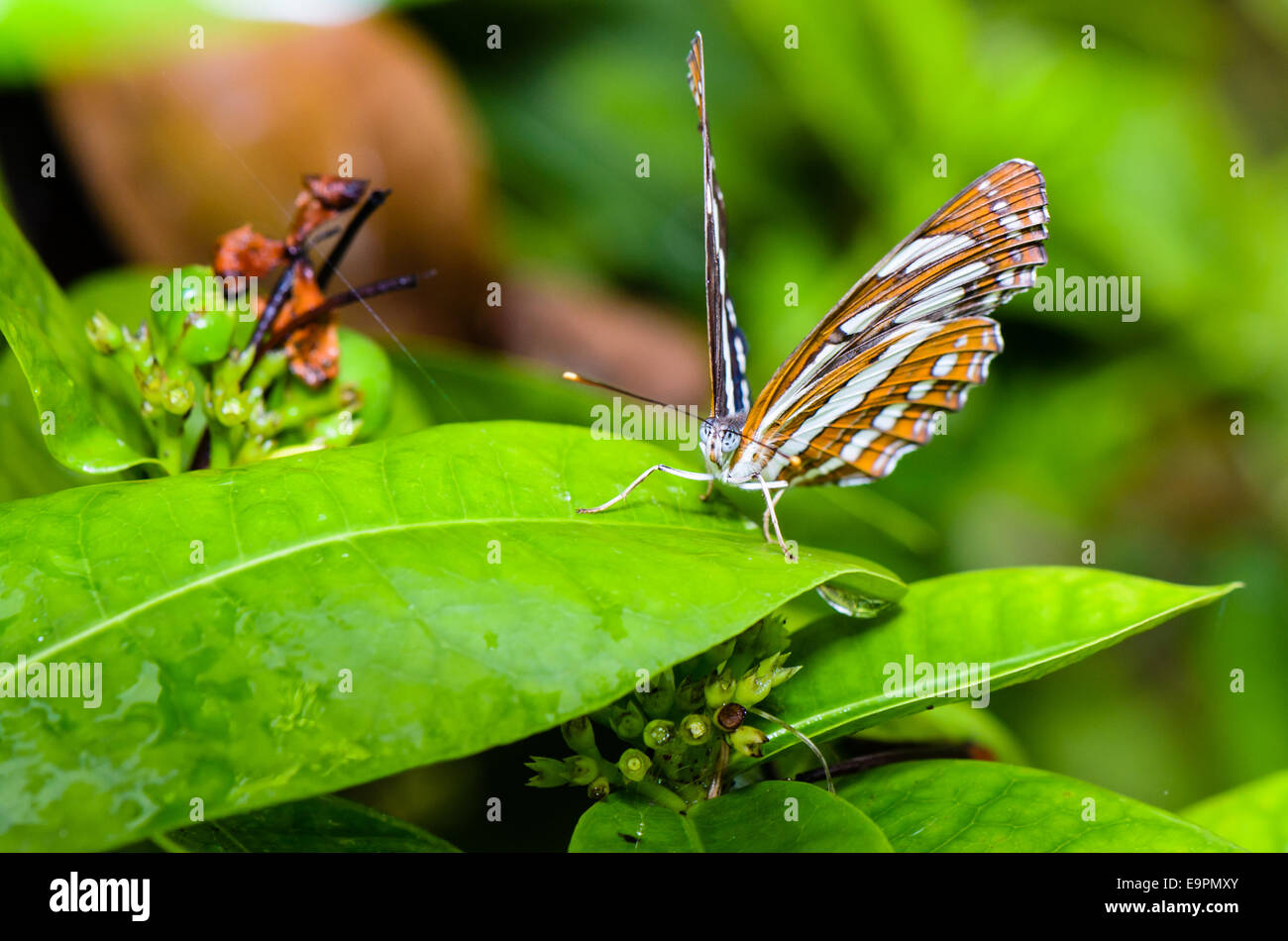 Gemeinsamen Seemann (Neptis Hylas Papaja) Schmetterling ruht auf einem Blättern in Thailand Stockfoto
