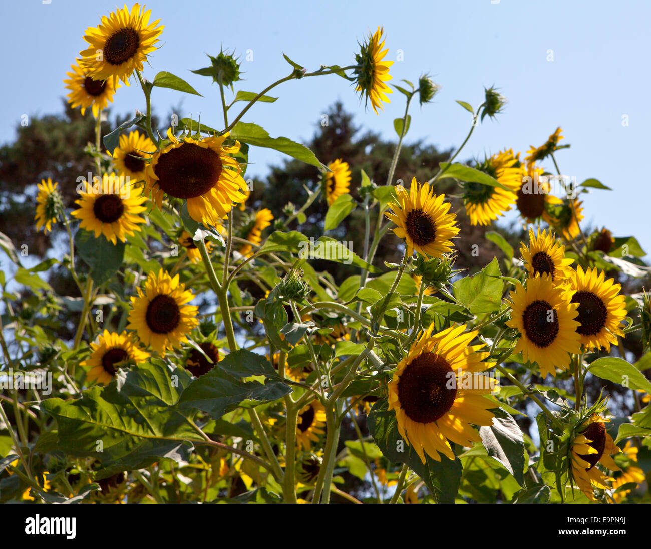 Sonnenblumen in der griechischen Insel Aegina, Griechenland. Stockfoto
