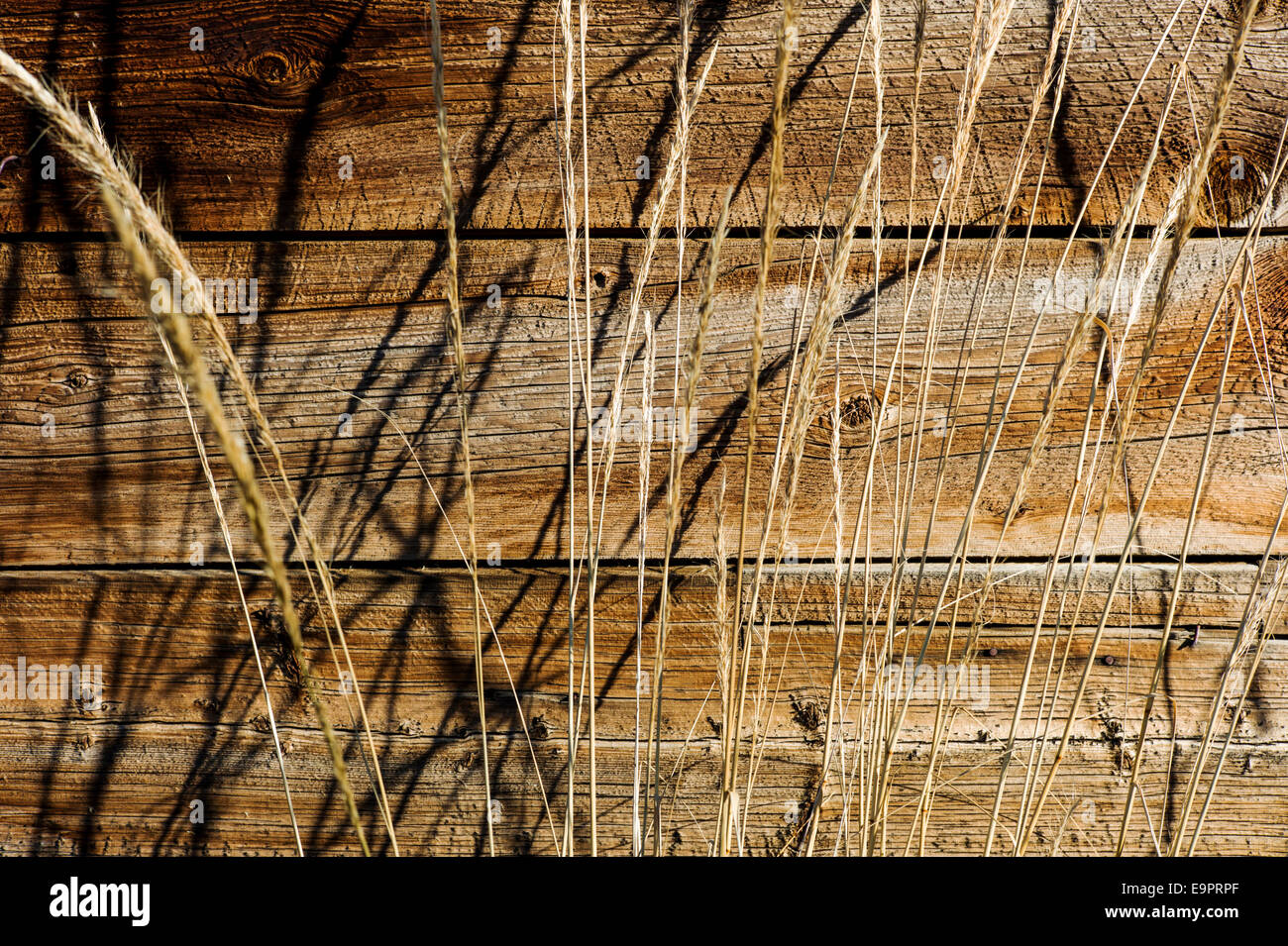 Verlassenen Ranch Gebäude auf Monte Vista National Wildlife Refuge, zentralen Colorado, USA Stockfoto