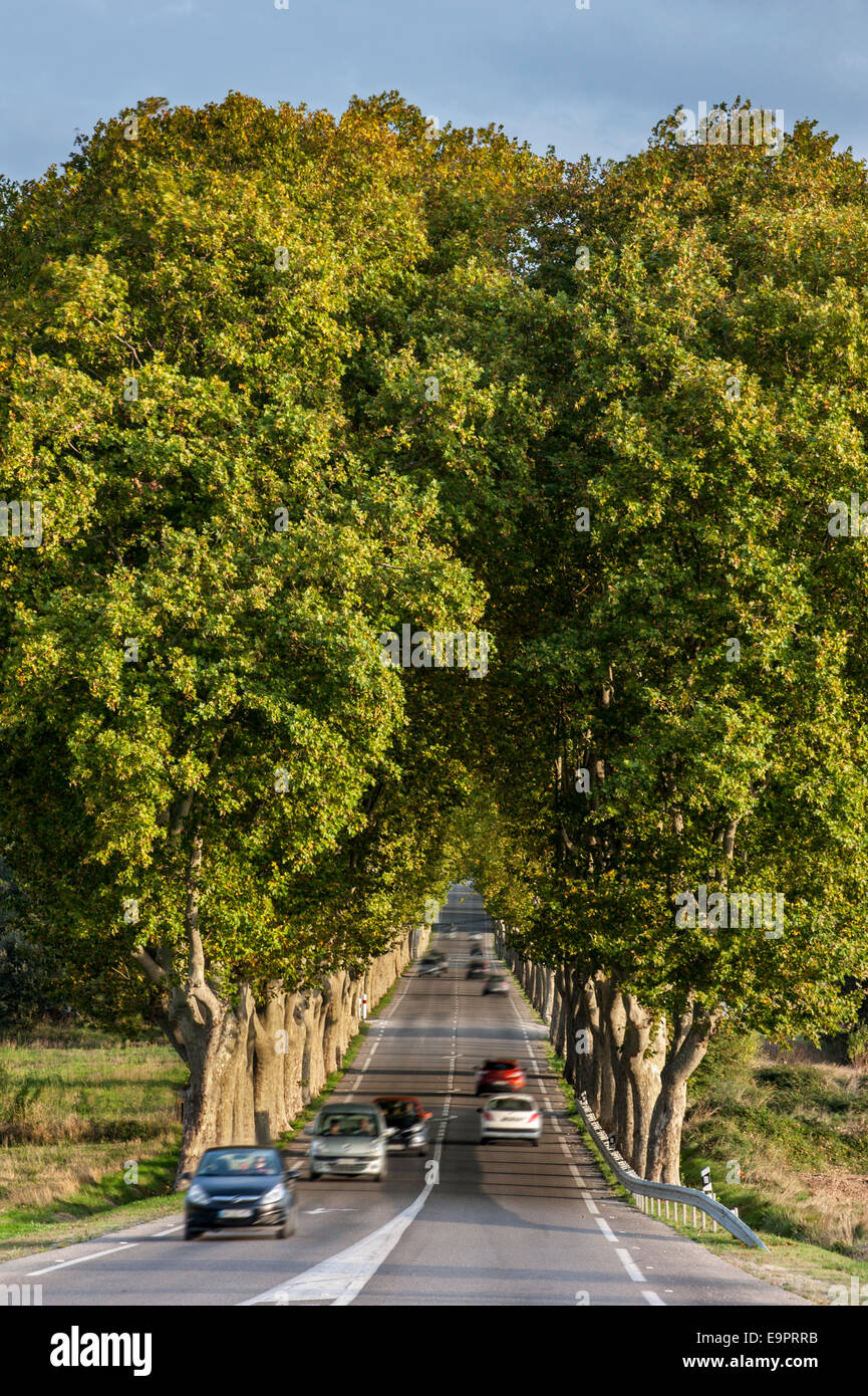 Platanen (Platanus × Acerifolia) am Rande der französischen Route Nationale 7 / RN7, Frankreich Stockfoto