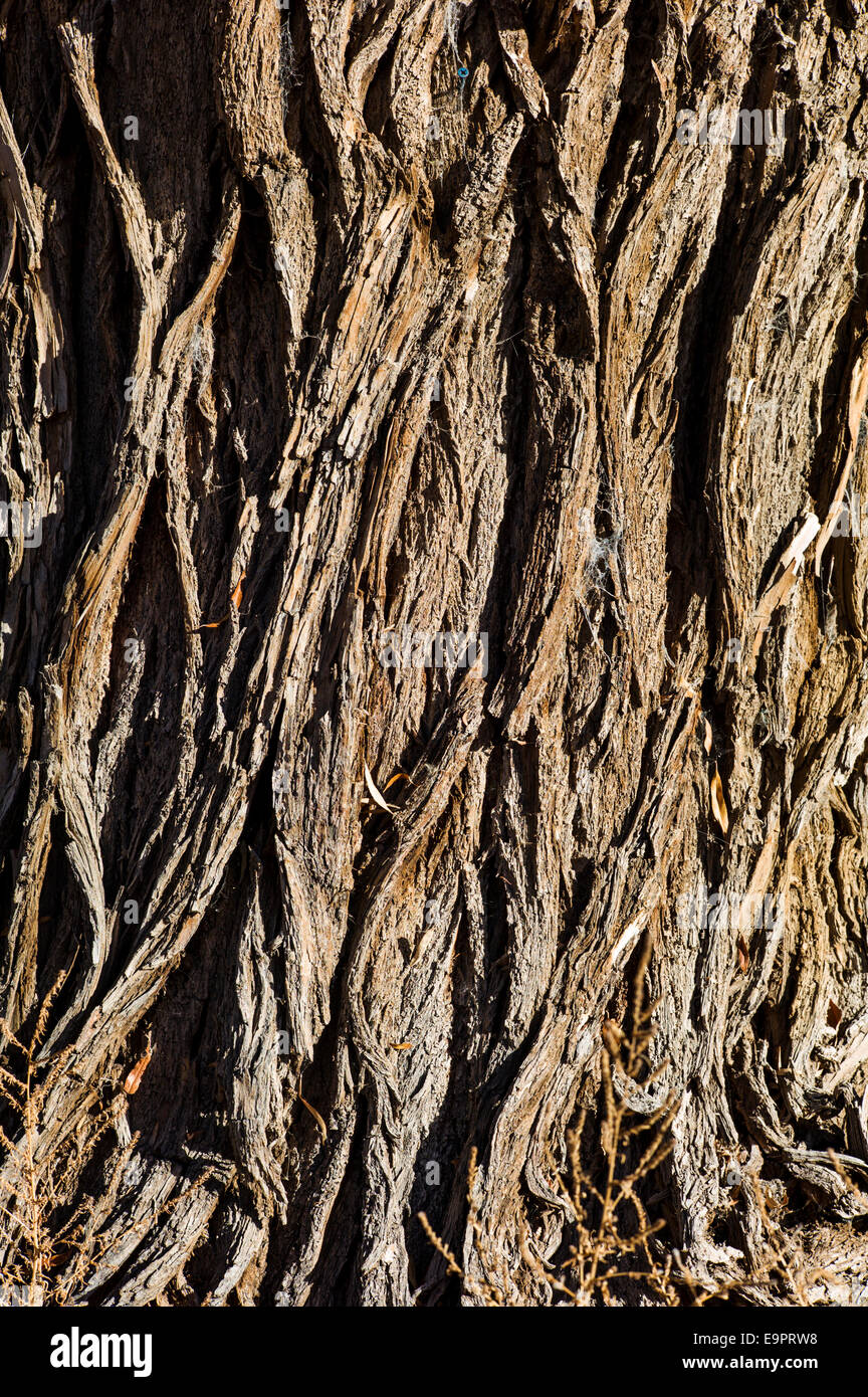 Nahaufnahme Makro Textur in Rinde, Fremonts Cottonwood Baum Stockfoto