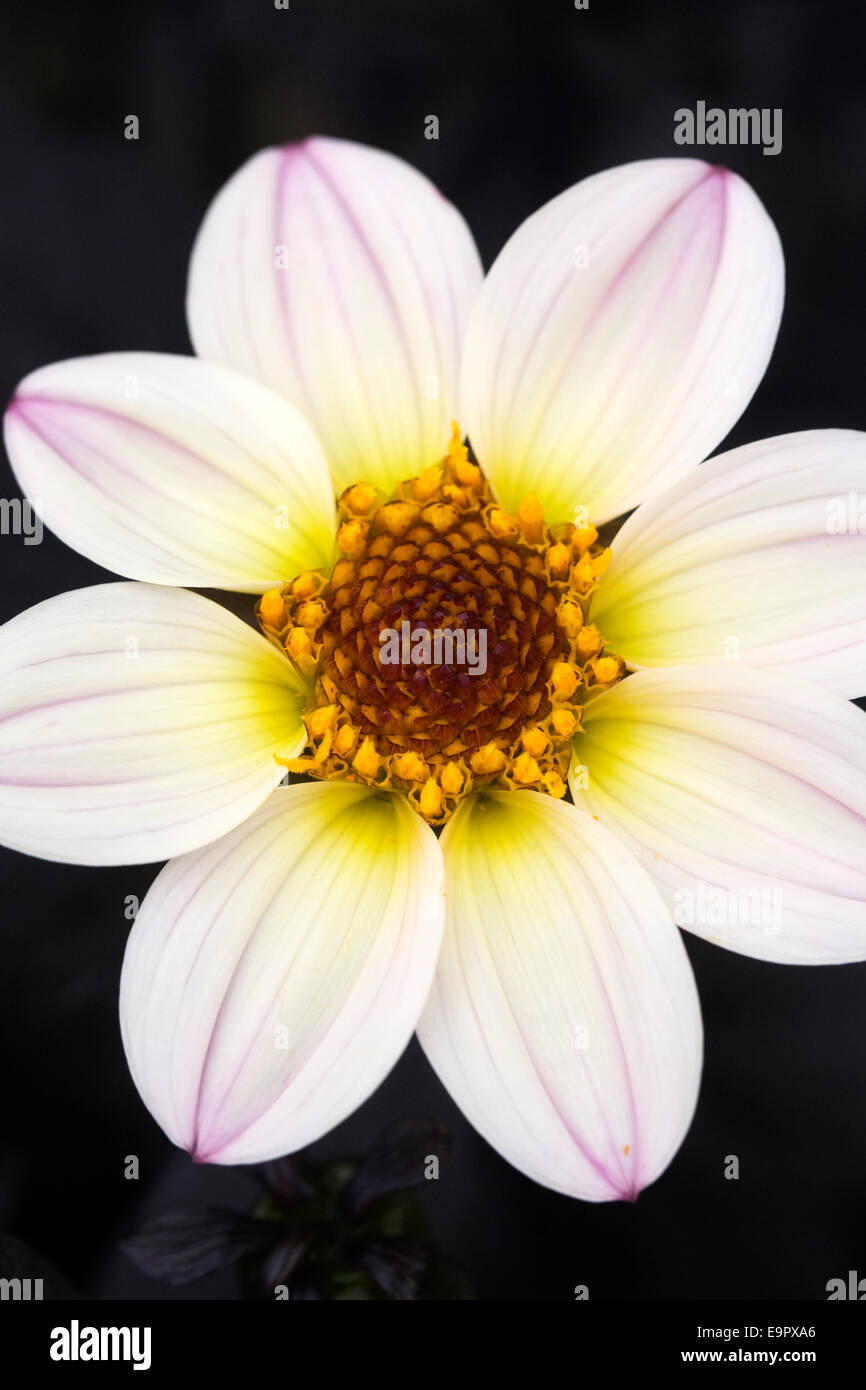 White Dahlia mit einem rosa Flush in einer krautigen Grenze wachsen. Stockfoto