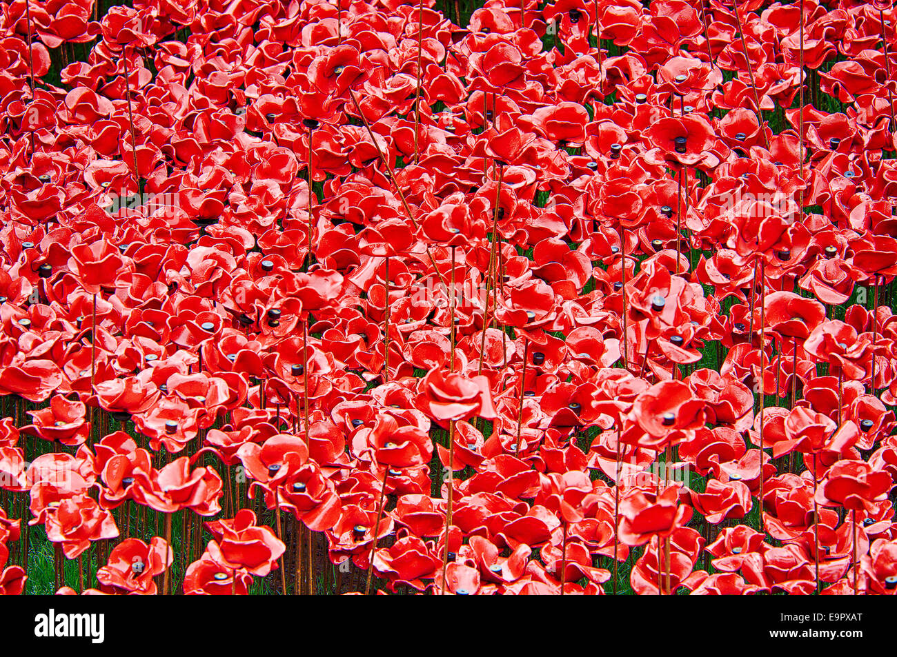 Nahaufnahme von der Mohn an der Blut Mehrfrequenzdarstellung Länder und Meere von Red Installation an der Tower of London Stockfoto