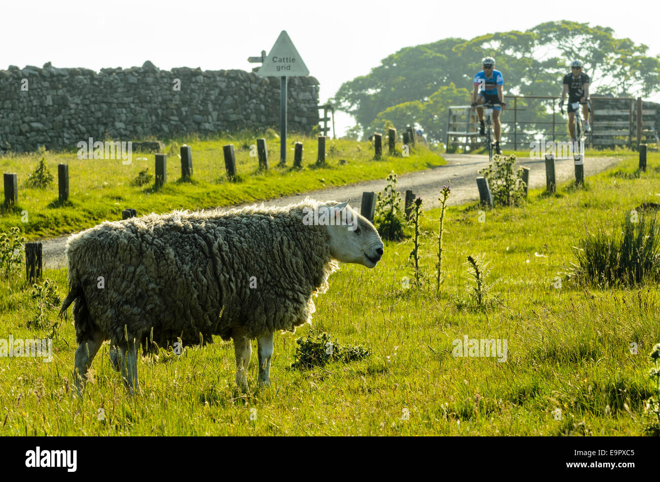 Schafe und Radfahrer, die Teilnahme an sportlichen Event in den Wald von Bowland Lancashire Stockfoto