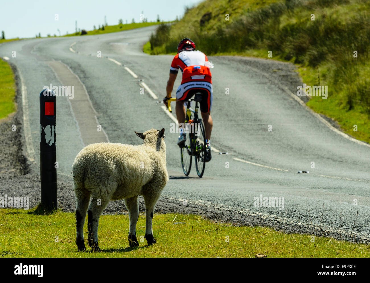 Schafe und Radfahrer auf Waddington fiel während eines sportlichen Ereignisses im Wald von Bowland Lancashire Stockfoto