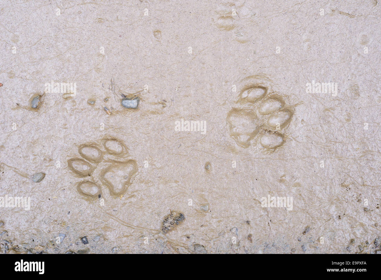 Haushund Fußspuren im weichen Schlamm, Wales, UK. Stockfoto