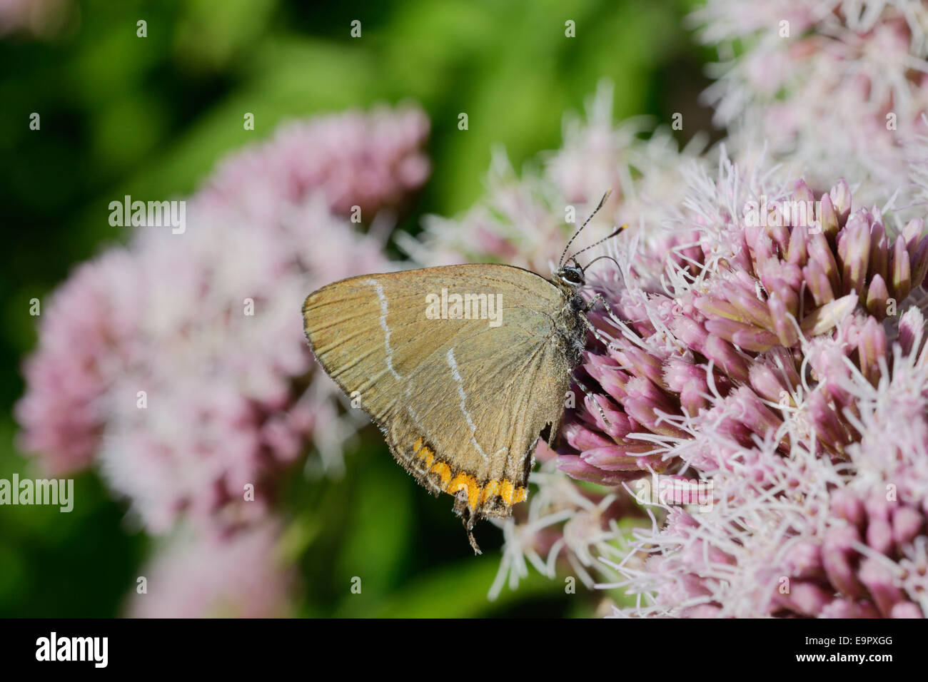 Satyrium w-Album, weiße Buchstaben Zipfelfalter Schmetterling Fütterung auf Hanf Agrimony, Wales, UK. Stockfoto