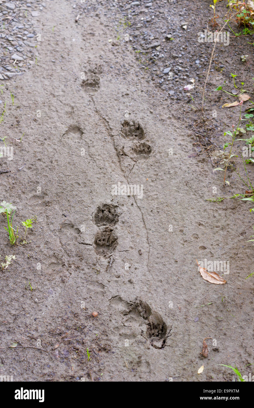 Meles Meles, Spuren der Dachs im Lockergestein, Wales, UK