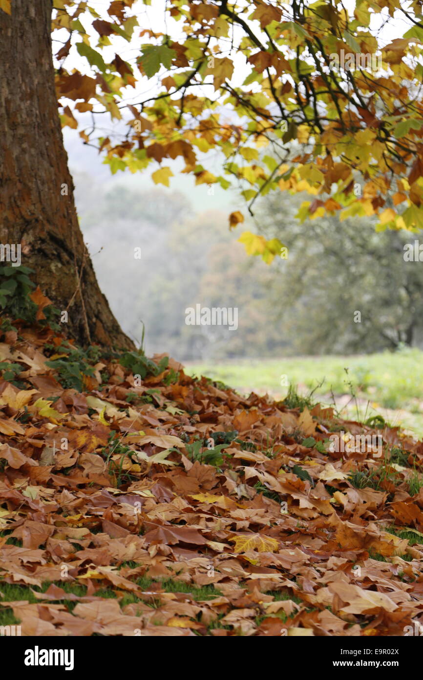 Herbst Blätter - grün, gelb und braun (Ahornblättrige Platane Baum) ändern Stockfoto