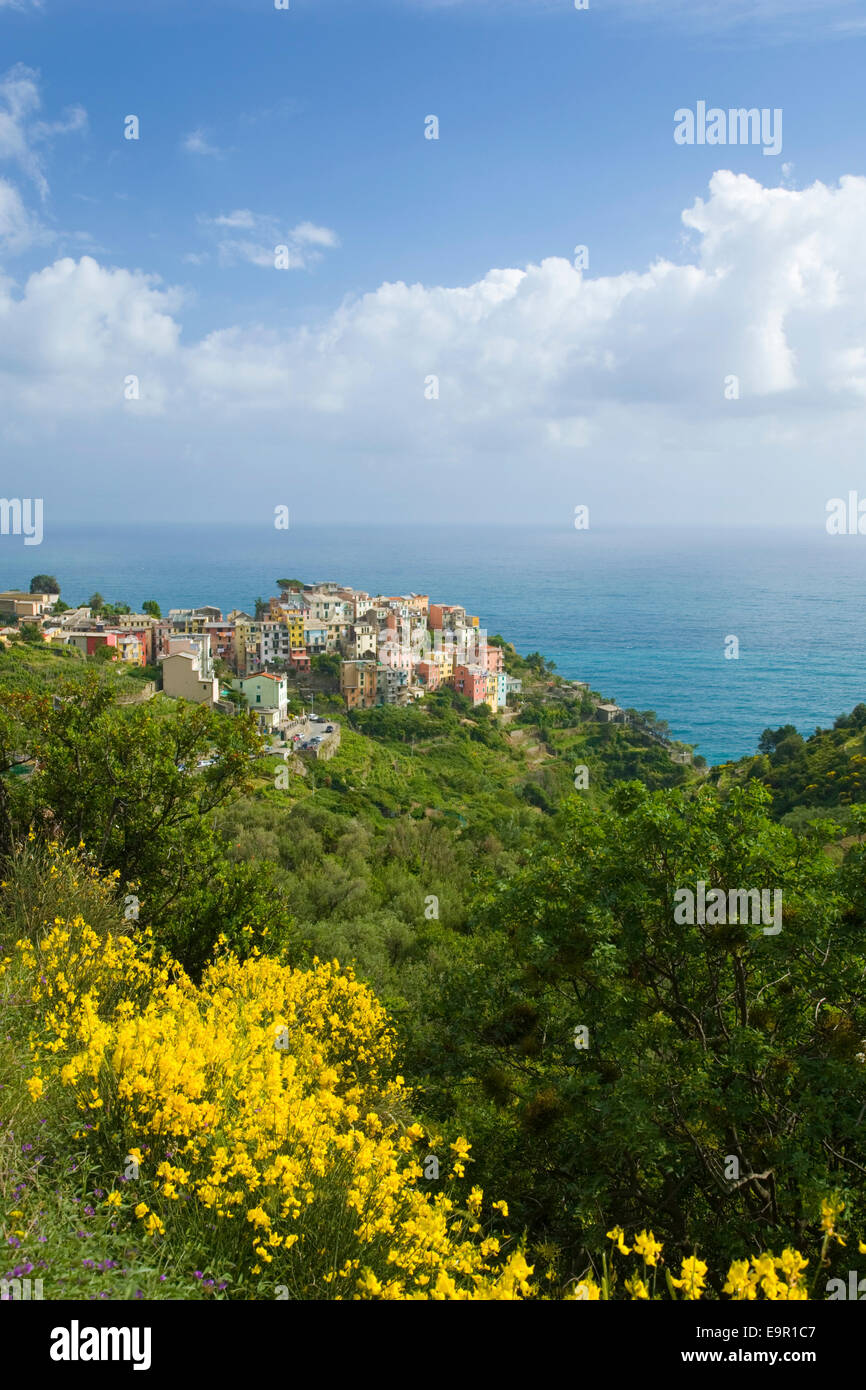 Corniglia, Nationalpark Cinque Terre, Ligurien, Italien. Blick auf das Dorf von Hang, Blumen des gemeinsamen Besen im Vordergrund. Stockfoto