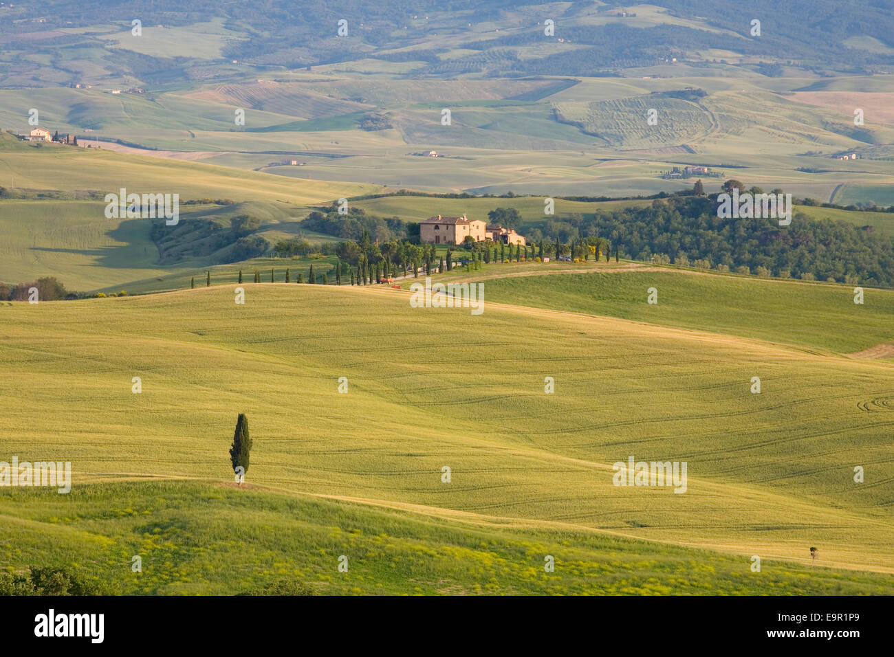 Pienza, Toskana, Italien. Blick über Felder, einsame Bauernhaus typisch für das Val d ' Orcia, einsame Zypresse im Vordergrund. Stockfoto