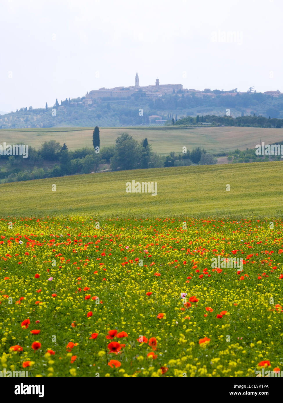 Pienza, Toskana, Italien. Blick über Felder in die weit entfernten Hügel-Stadt, bunten Wildblumen im Vordergrund. Stockfoto