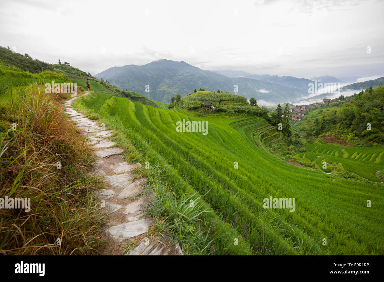 Pfad auf den Longsheng Reis Terrasse, Dragon es Rückgrat, Longji, China. Stockfoto