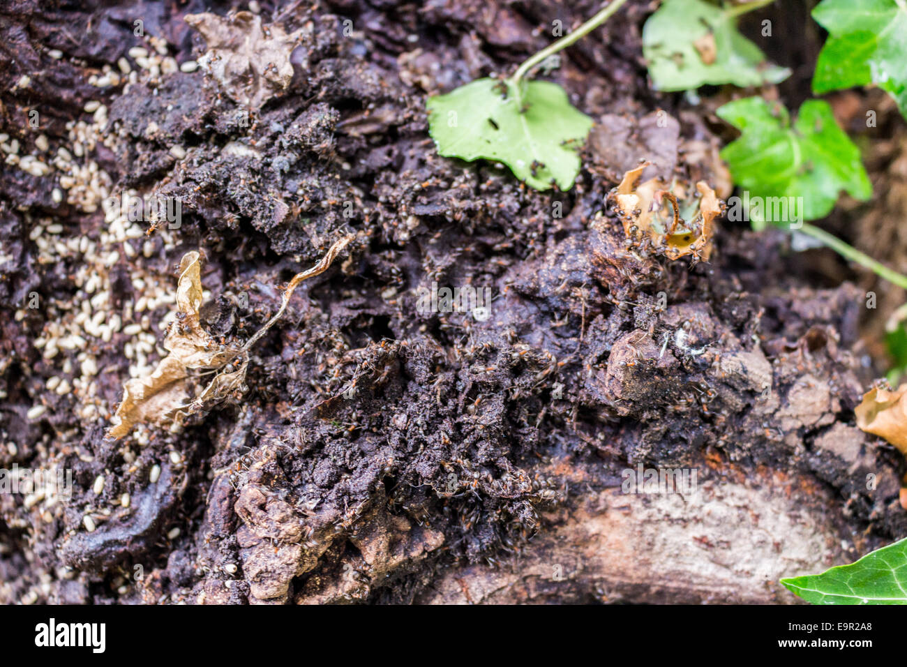 Kolonie schwarze gartenameise Fotos und Bildmaterial in hoher