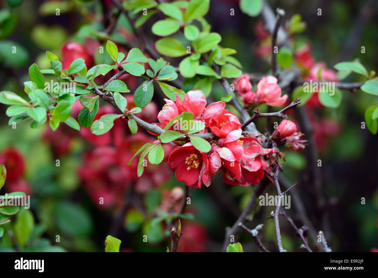 Chaenomeles Superba knap Hill Scharlachrot blühende Quitte Sorte winterhart Strauch rote Blumen Frühling Blume Blüte Blüte RM Floral Stockfoto