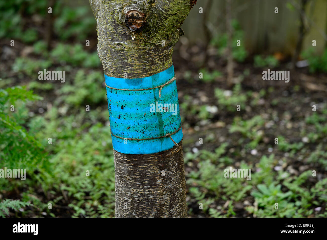 Band Stamm Frucht Baum Bands Barriere Kontrolle controlling Insekten Motten  Obstgarten Schdlingsbekmpfung Schdlinge Schutz schtzende klebrig  Fettabscheider Stockfotografie - Alamy