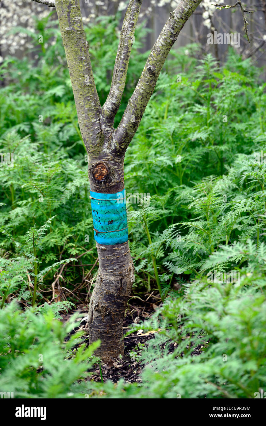 Band Stamm Frucht Baum Bands Barriere Kontrolle controlling Insekten Motten  Obstgarten Schdlingsbekmpfung Schdlinge Schutz schtzende klebrig  Fettabscheider Stockfotografie - Alamy