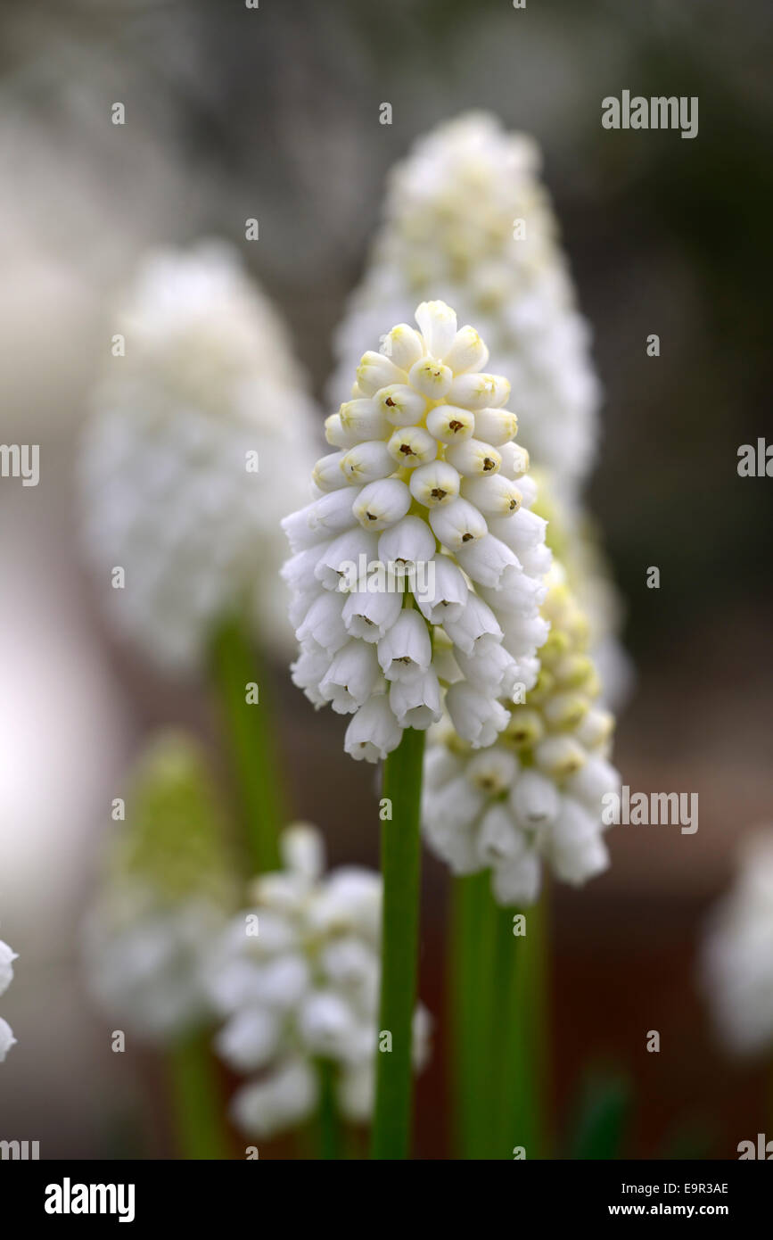 Muscari Aucheri White Magic Grape Hyacinth Feder Blume Blumen bauchige mehrjährige Gartenpflanze RM Floral Stockfoto