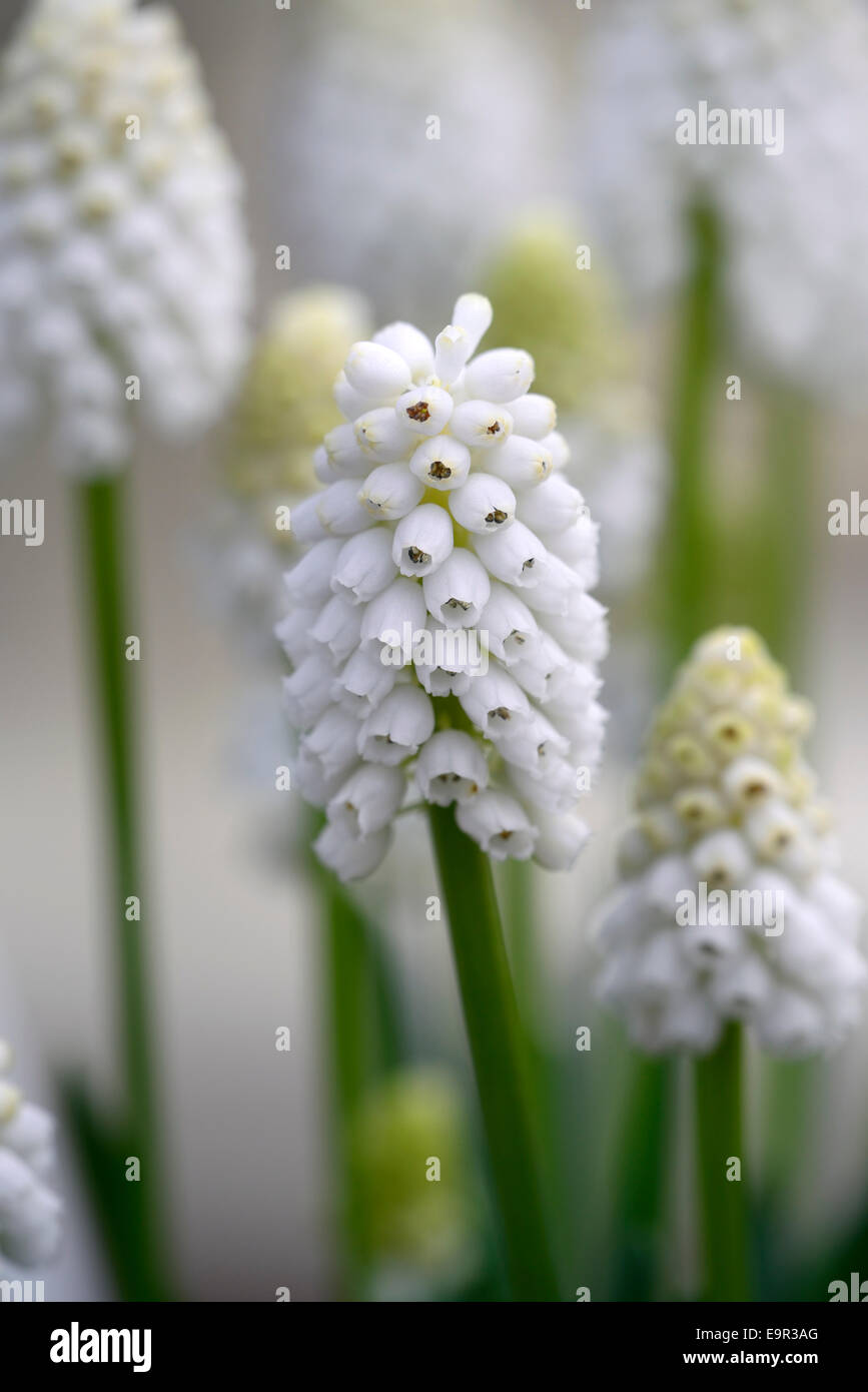 Muscari Aucheri White Magic Grape Hyacinth Feder Blume Blumen bauchige mehrjährige Gartenpflanze RM Floral Stockfoto