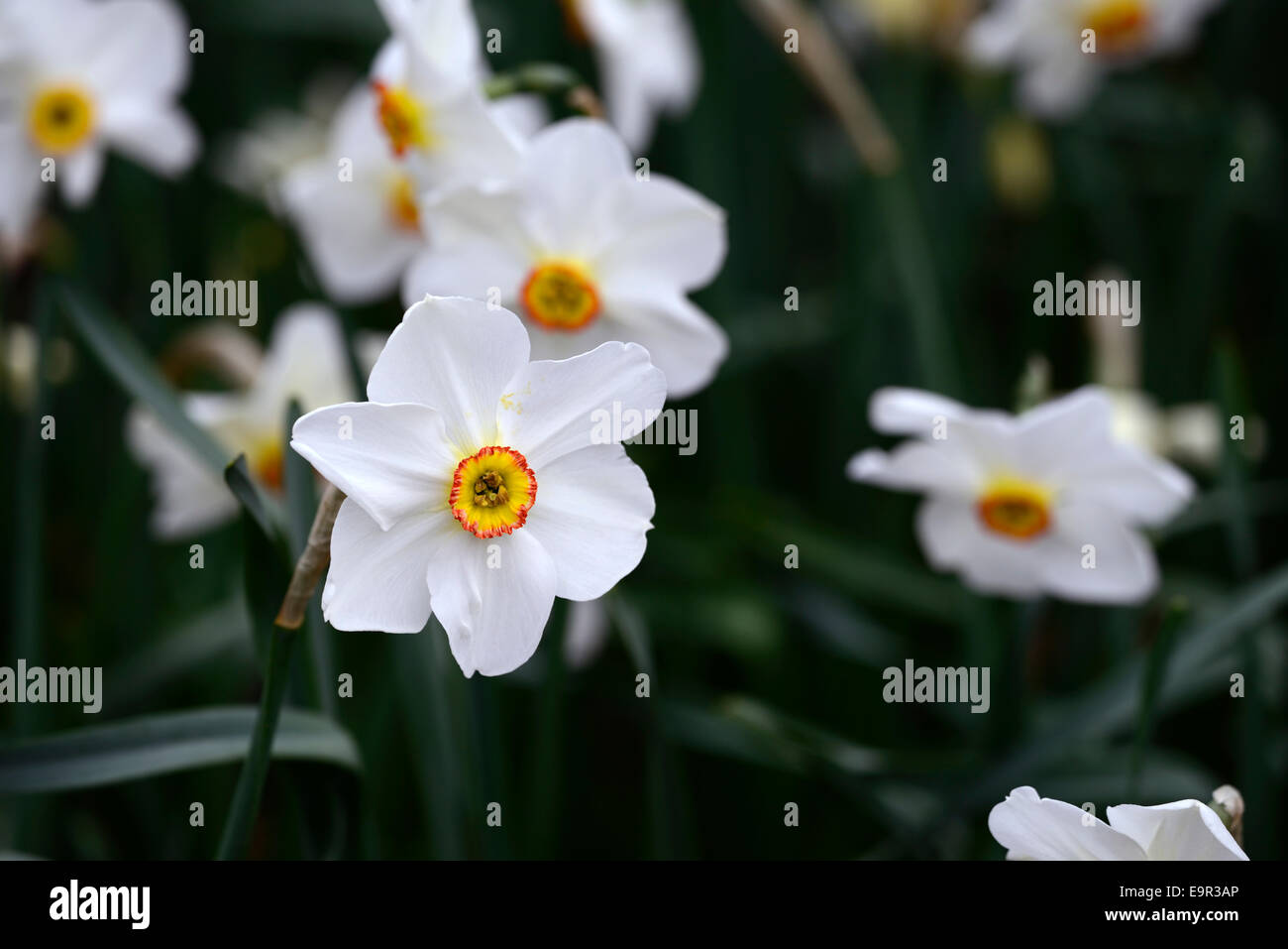 Narcissus poeticus recurvus faasants Augendaffodil Narzissen weiße Blüten blühen Orangefarbene mittlere Federlampe RM Floral Stockfoto