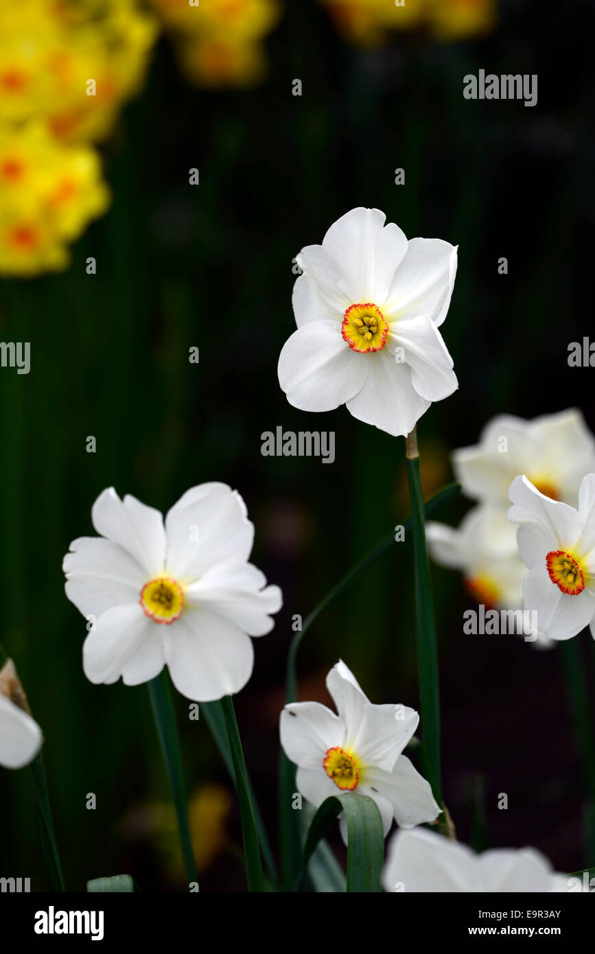 Narcissus poeticus recurvus faasants Augendaffodil Narzissen weiße Blüten blühen Orangefarbene mittlere Federlampe RM Floral Stockfoto