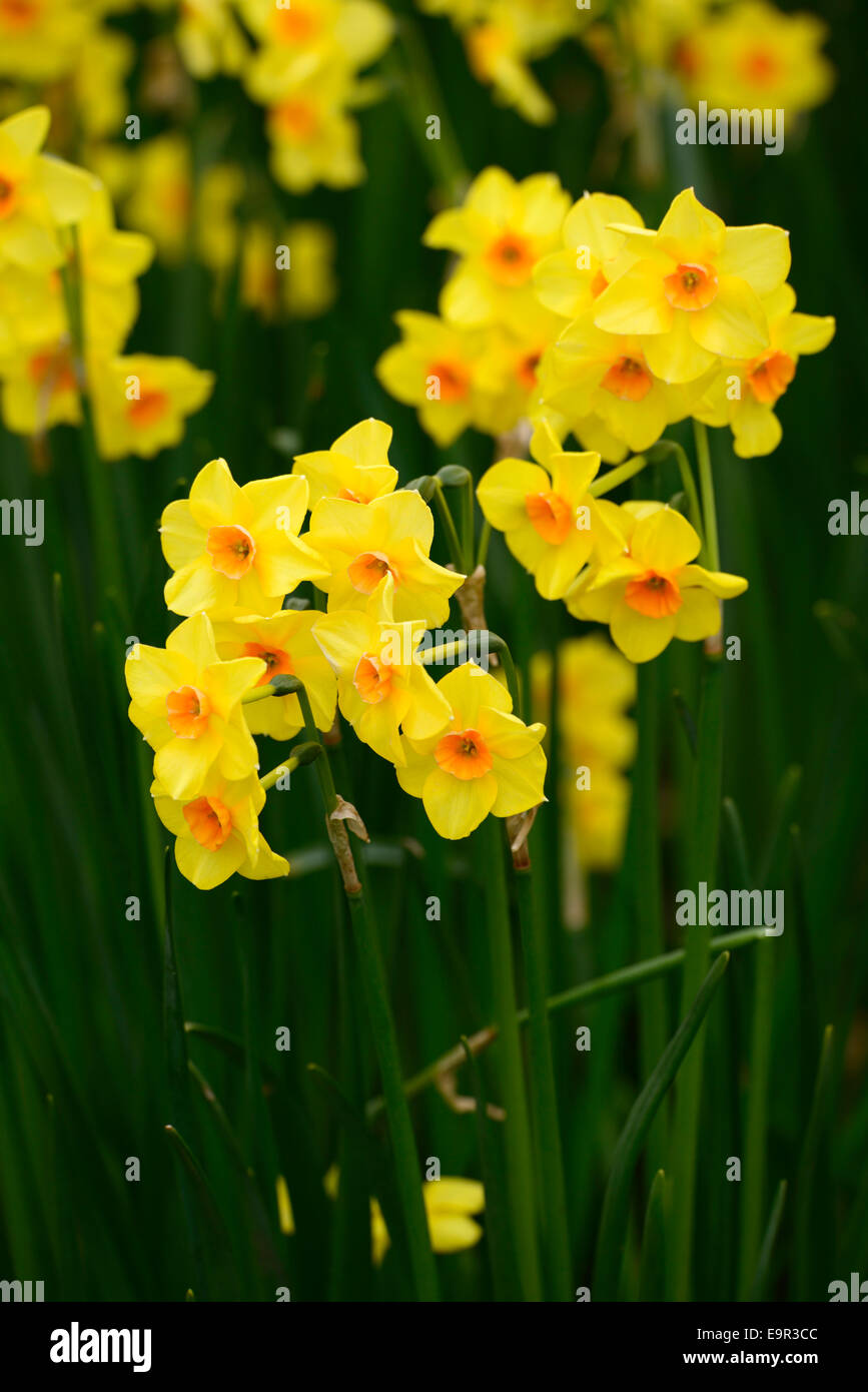 Narcissus Jonquilla Martinette gelben Blüten Narzissen Narzissen Division 8 Blumen Narzissen mehrjährige Frühjahr duftende RM Floral Stockfoto