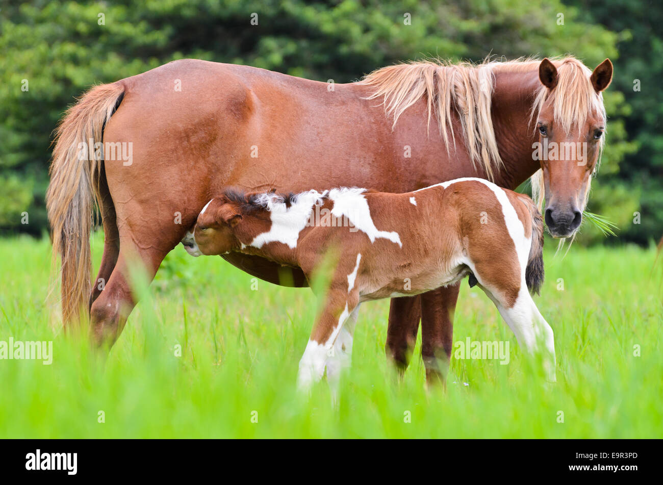 Pferdefohlen von Stute auf der Weide von Thailand Spanferkel Stockfoto