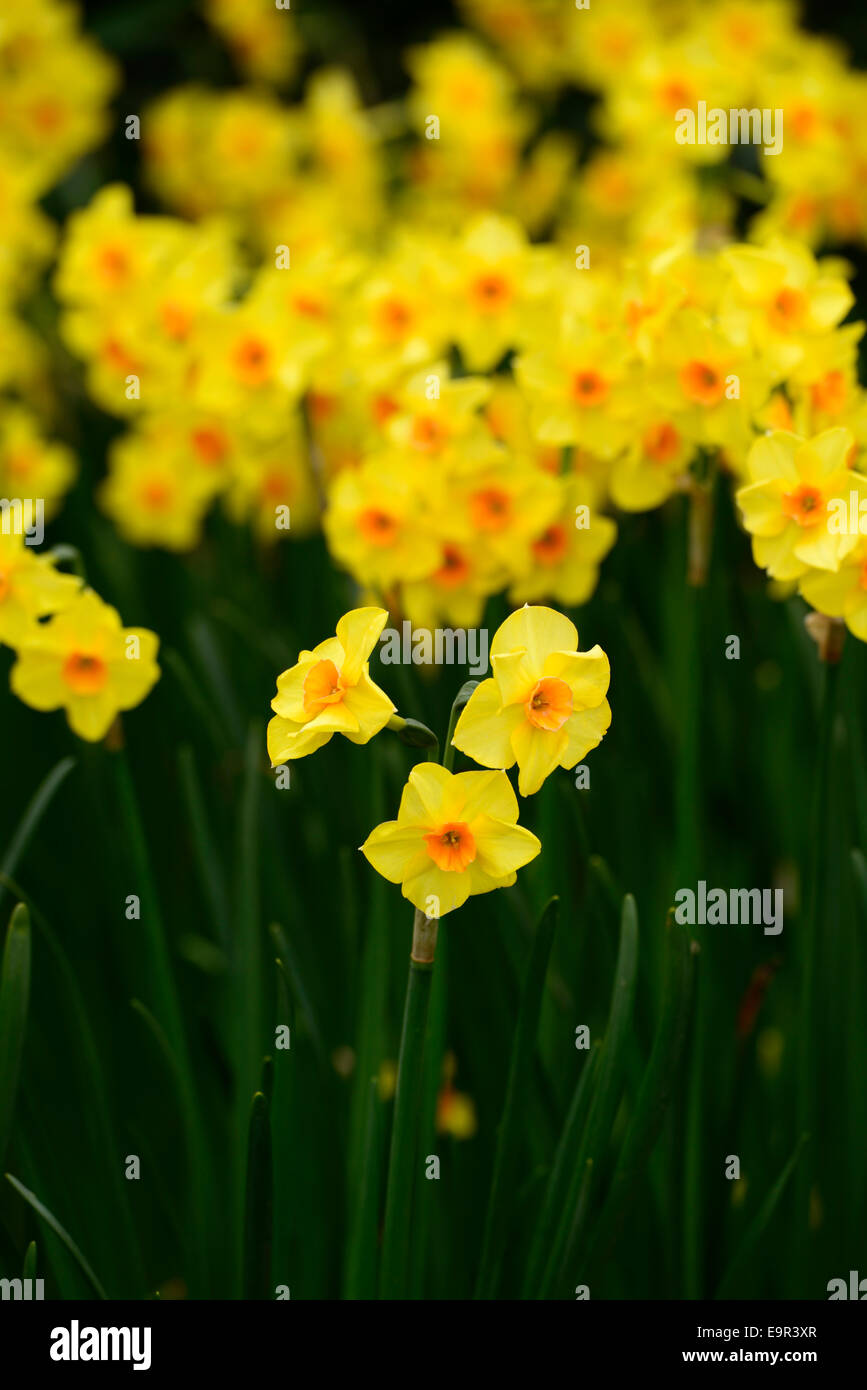 Narcissus Jonquilla Martinette gelben Blüten Narzissen Narzissen Division 8 Blumen Narzissen mehrjährige Frühjahr duftende RM Floral Stockfoto