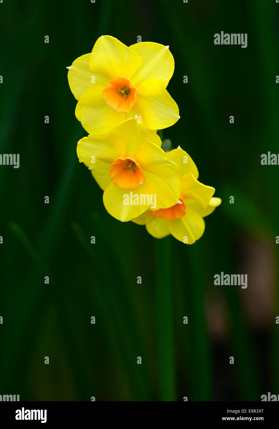 Narcissus Jonquilla Martinette gelben Blüten Narzissen Narzissen Division 8 Blumen Narzissen mehrjährige Frühjahr duftende RM Floral Stockfoto