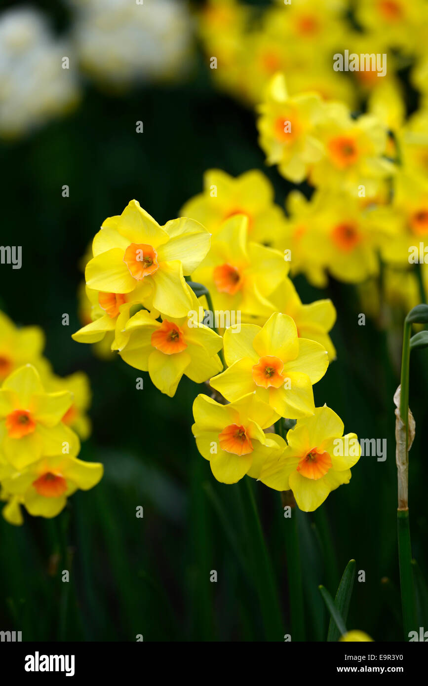 Narcissus Jonquilla Martinette gelben Blüten Narzissen Narzissen Division 8 Blumen Narzissen mehrjährige Frühjahr duftende RM Floral Stockfoto