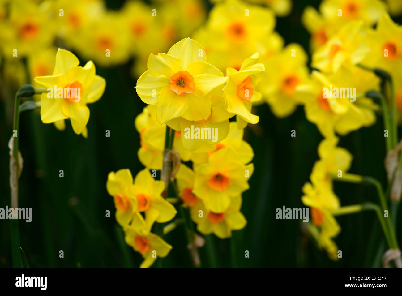 Narcissus Jonquilla Martinette gelben Blüten Narzissen Narzissen Division 8 Blumen Narzissen mehrjährige Frühjahr duftende RM Floral Stockfoto