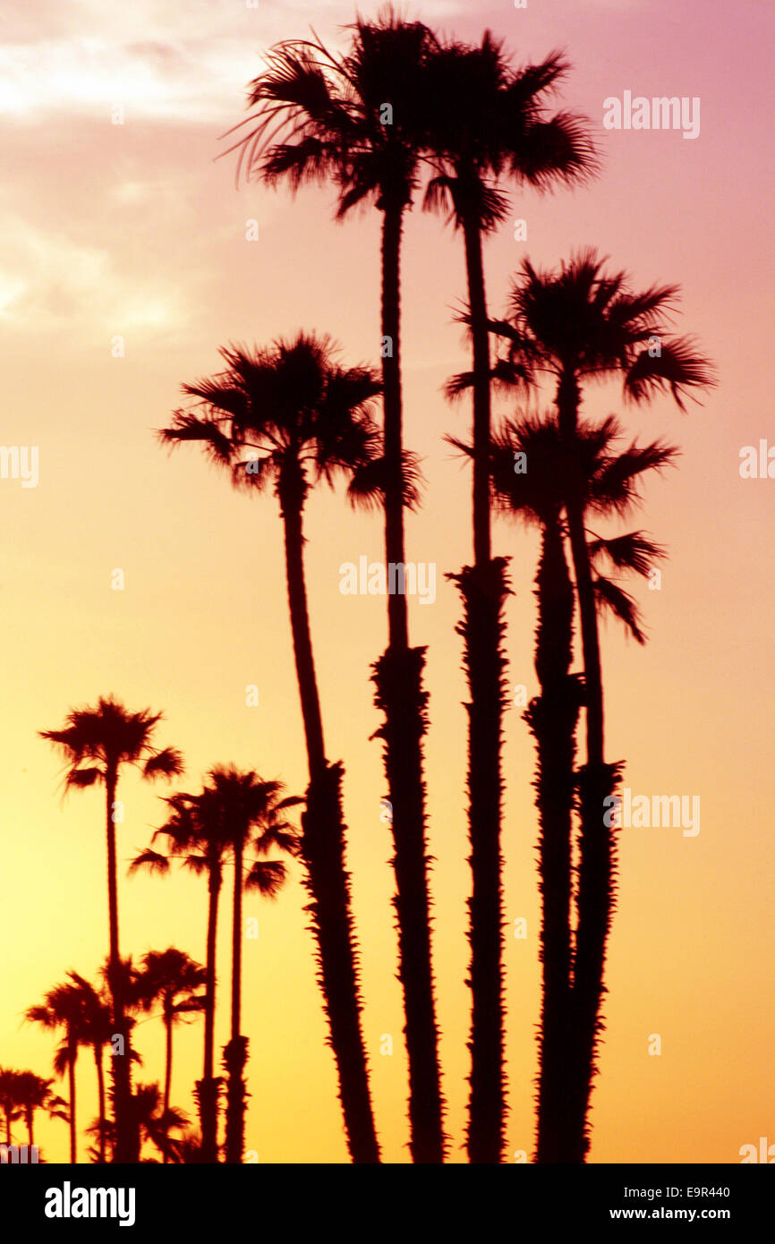 Palm Bäume Sonnenuntergang Silhouette Stockfoto