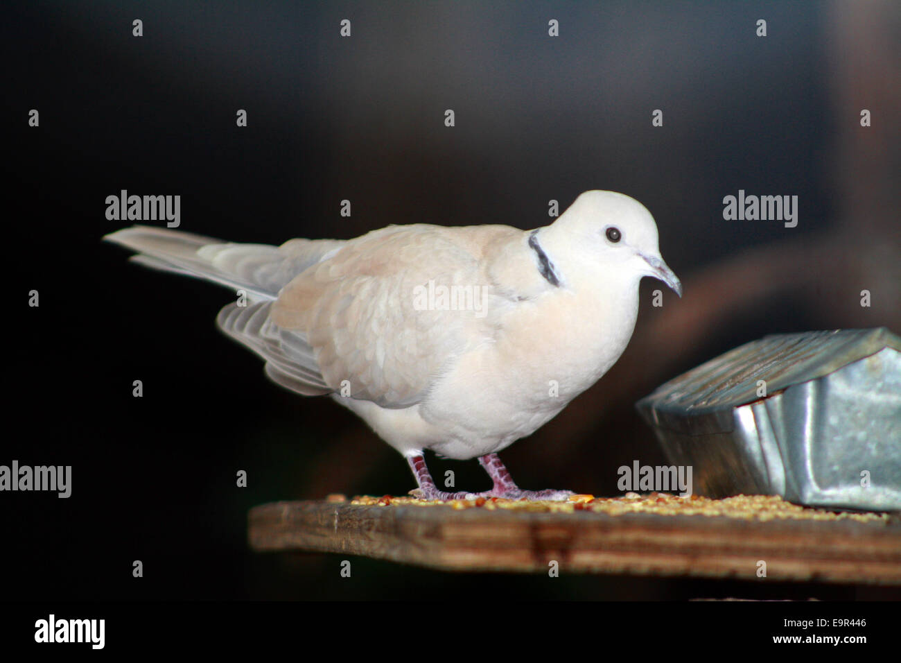 Ring-Necked Taube Ringneck Taube Fütterung Streptopelia capicola Stockfoto