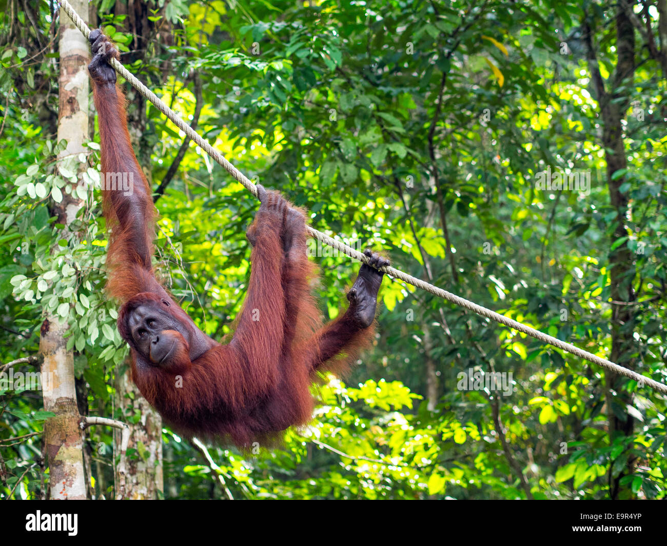 Männliche Borneo Orang-Utan im Semenggoh Nature Reserve in der Nähe von Kuching, Malaysia. Stockfoto