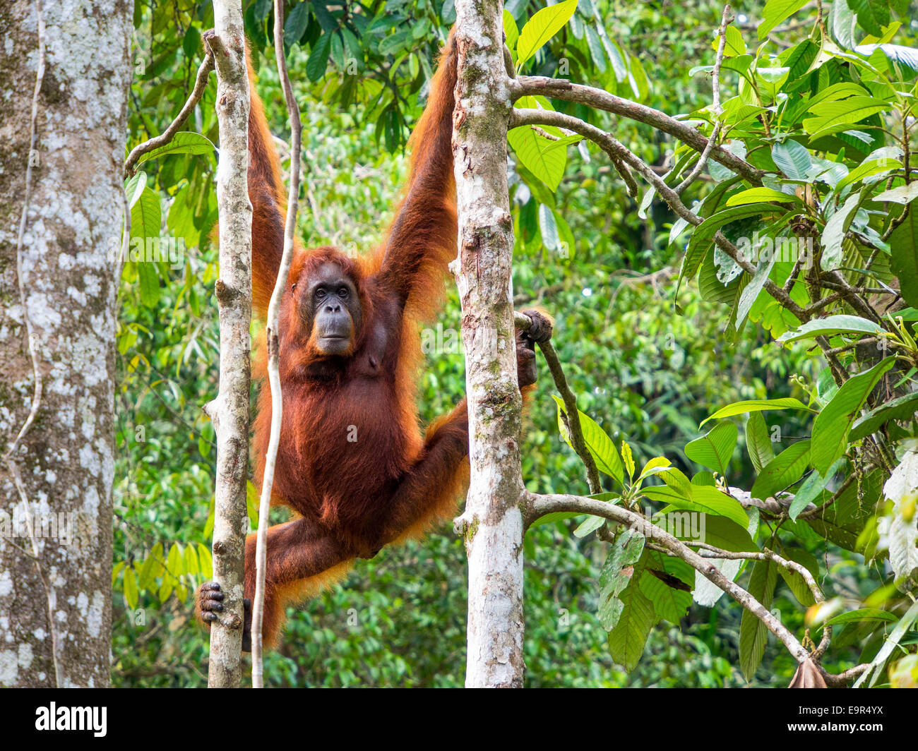 Weibliche Borneo Orang-Utan im Semenggoh Nature Reserve in der Nähe von Kuching, Malaysia. Stockfoto