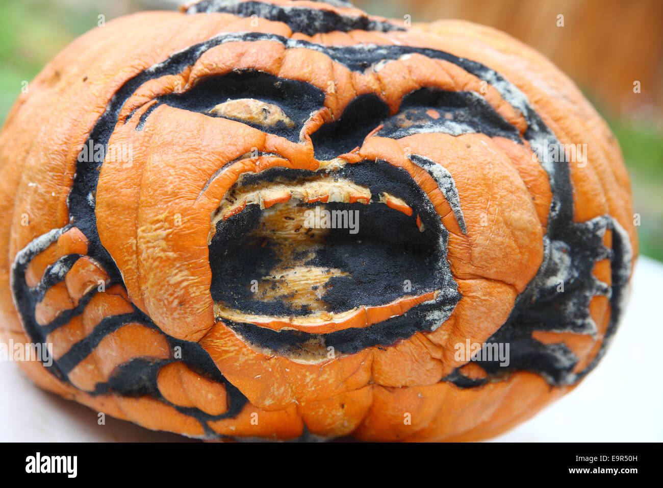 Jack o' Lantern wird durch eine Reihe von Insekten und schwarzen Schimmel angegriffen. Stockfoto