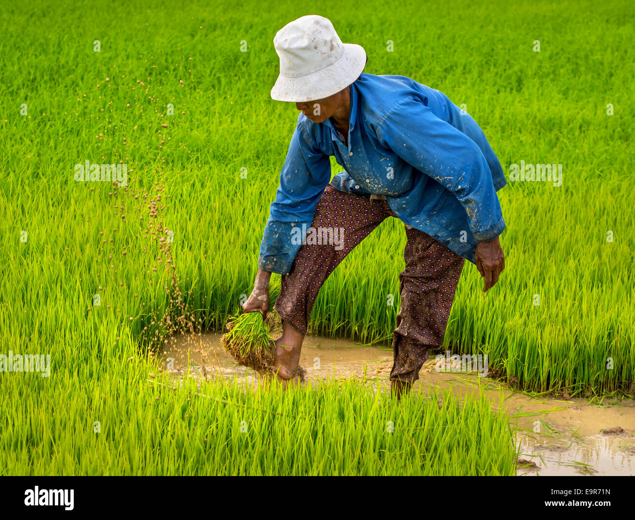 Eine nicht identifizierte Bäuerin arbeiten auf Reisfeld in Siem Reap, Kambodscha. Stockfoto