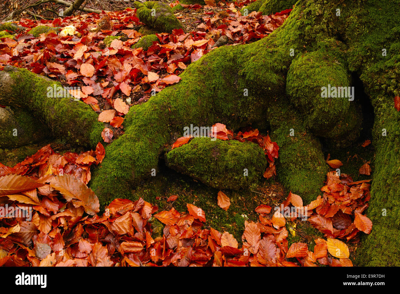 Buche Baumwurzeln im Herbst in Moos bedeckt. Stockfoto